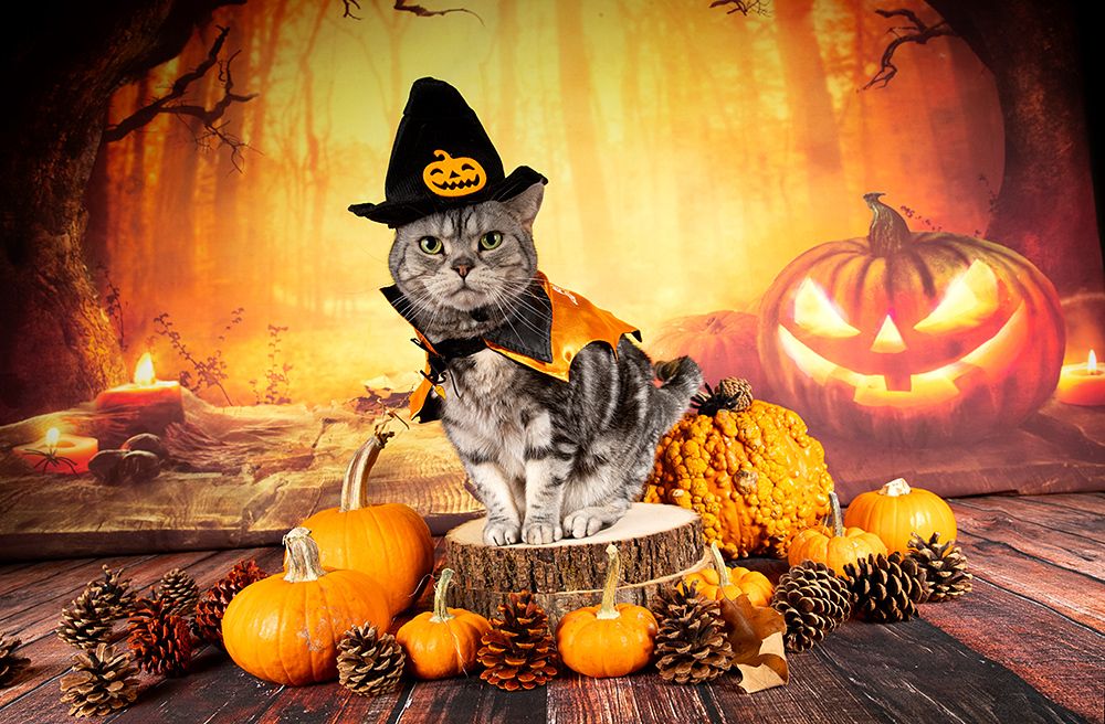 Happy Нalloween! Котики для Хэллоуина!