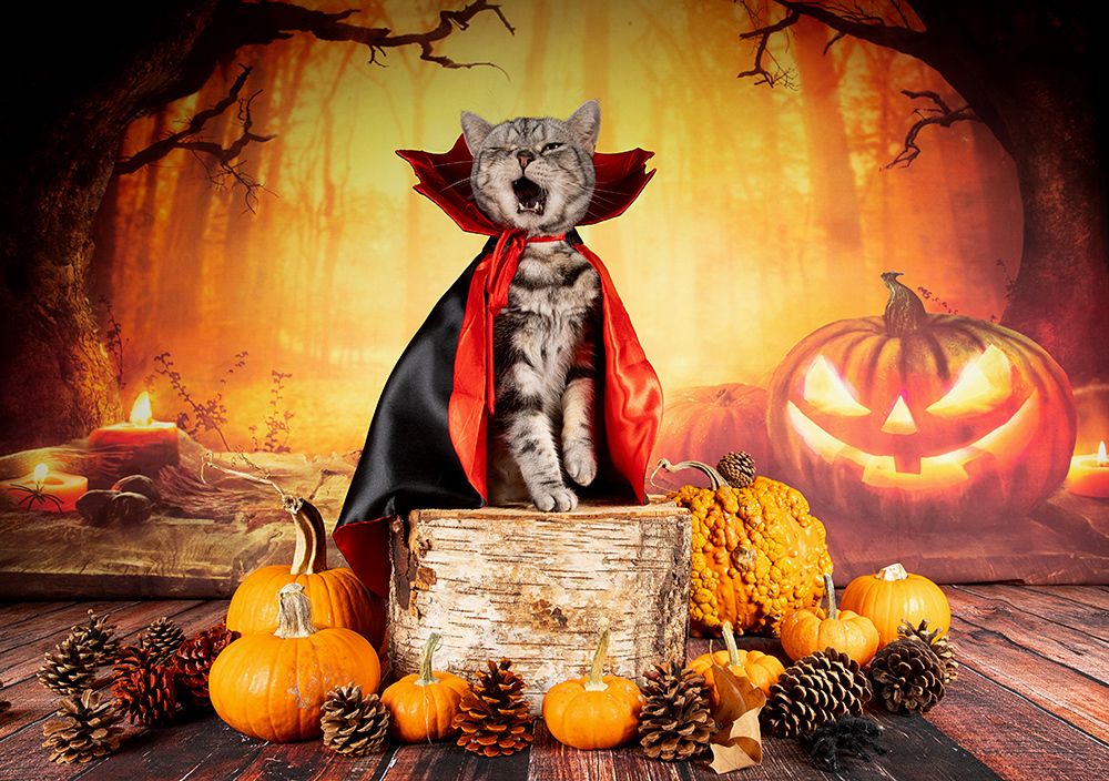 Happy Нalloween! Котики для Хэллоуина!
