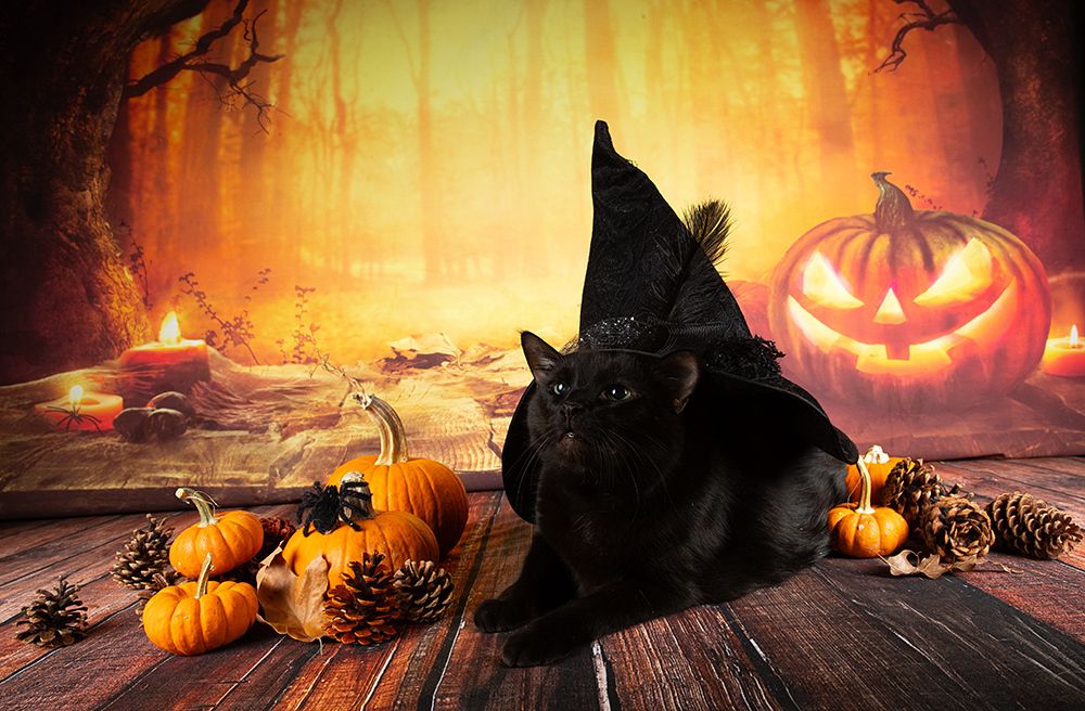 Happy Нalloween! Котики для Хэллоуина!