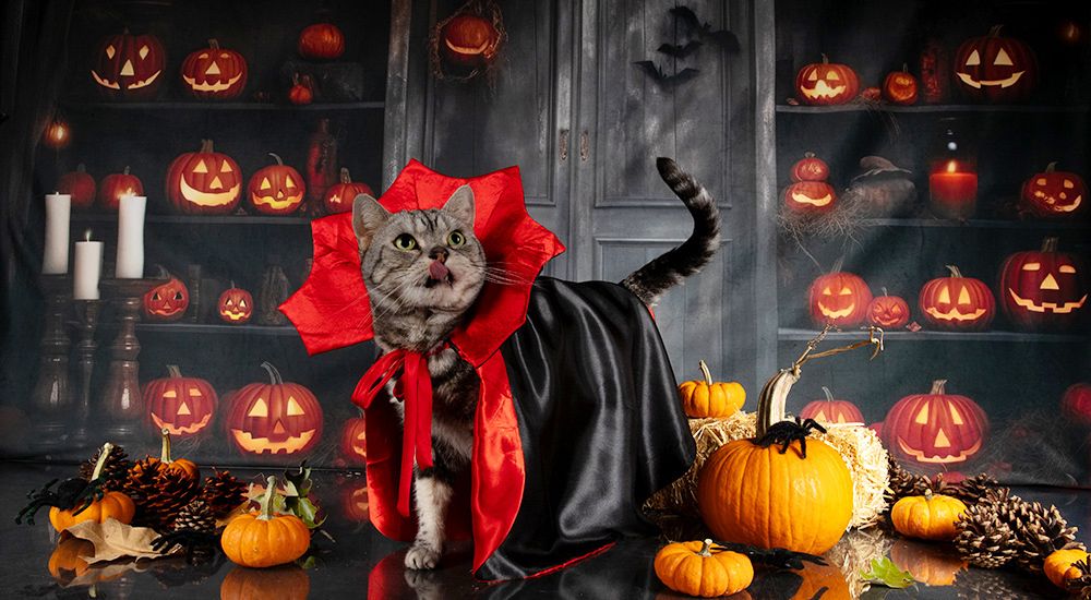 Happy Нalloween! Котики для Хэллоуина!