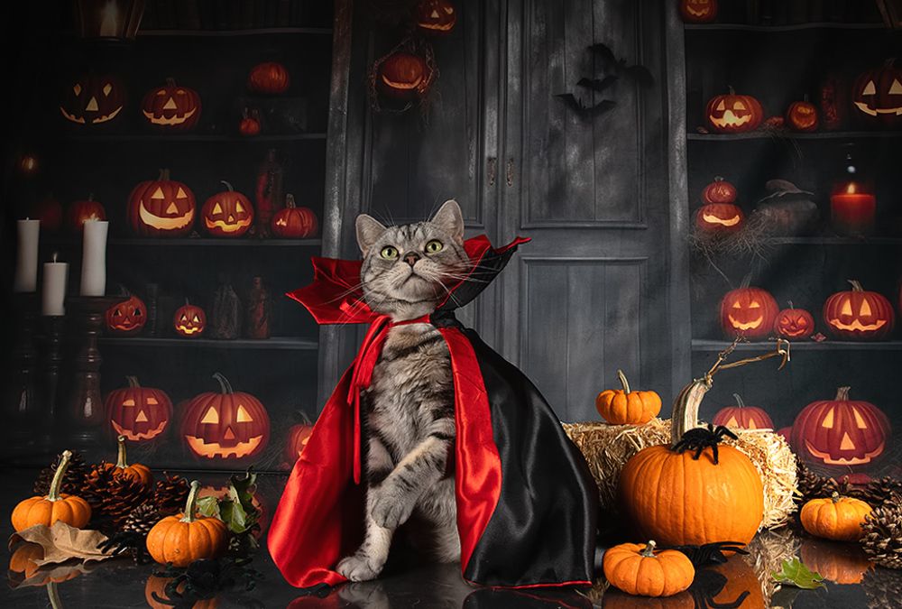 Happy Нalloween! Котики для Хэллоуина!