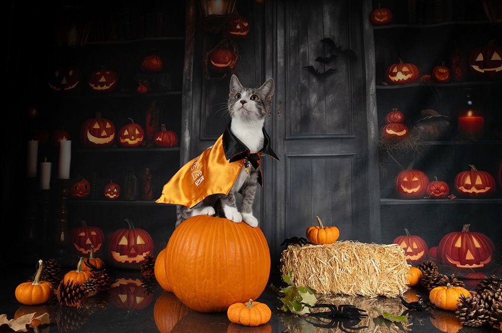 Happy Нalloween! Котики для Хэллоуина!