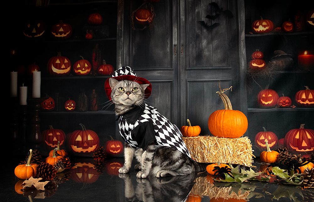 Happy Нalloween! Котики для Хэллоуина!
