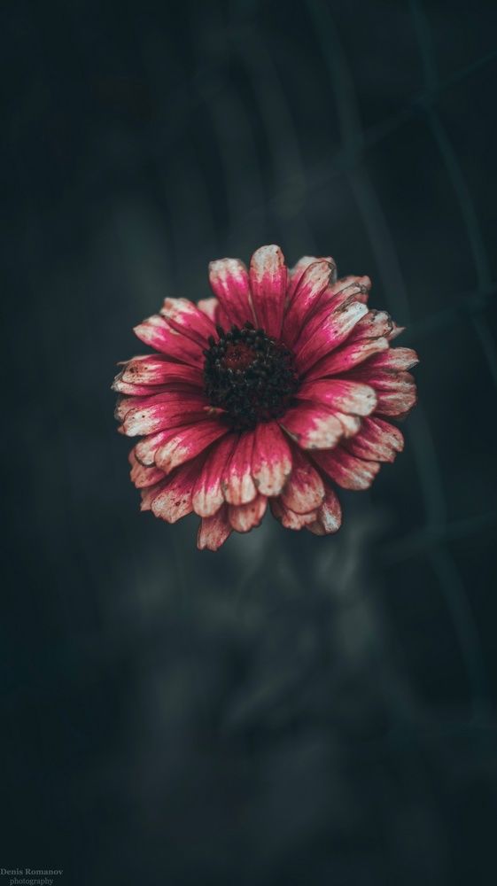 Dark