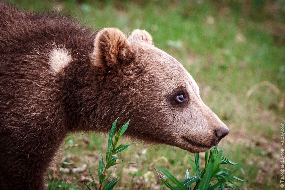 Маленький медведик из Валдая