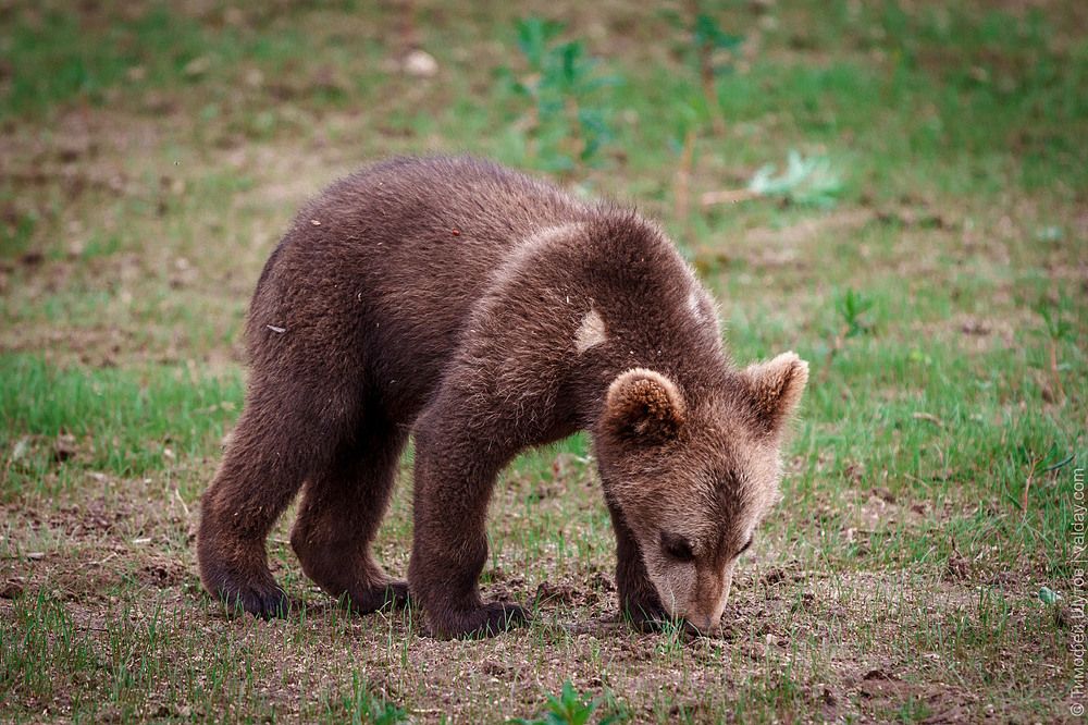Маленький медведик из Валдая