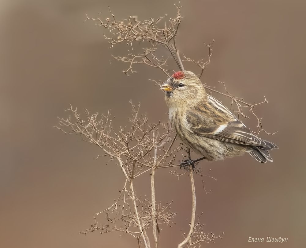 Common redpoll
