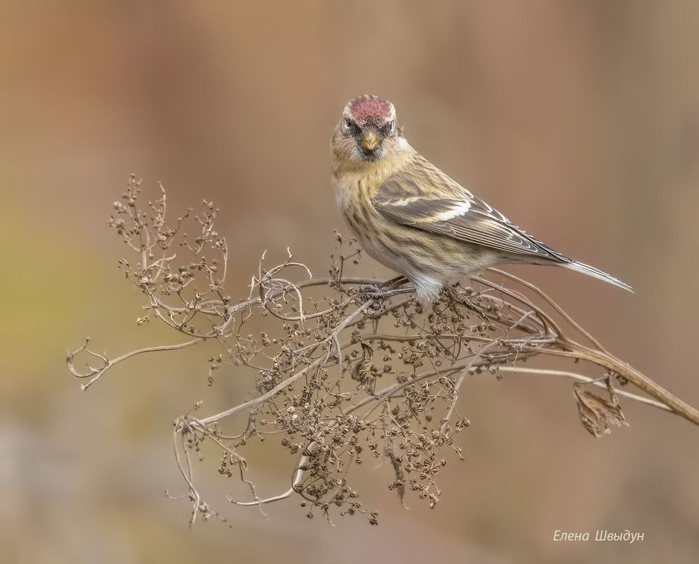 Common redpoll