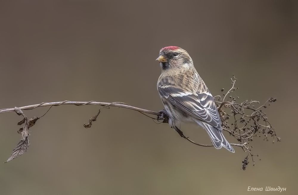 Common redpoll