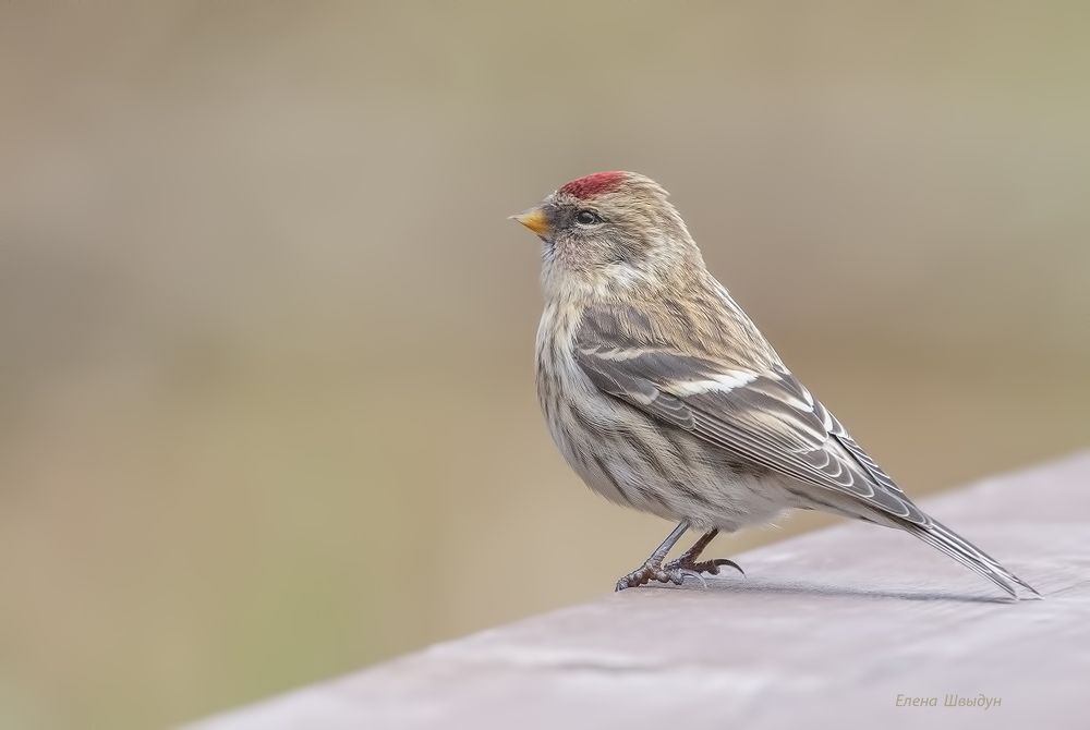 Common redpoll