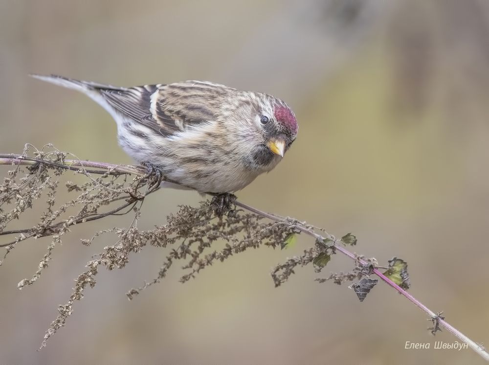 Common redpoll