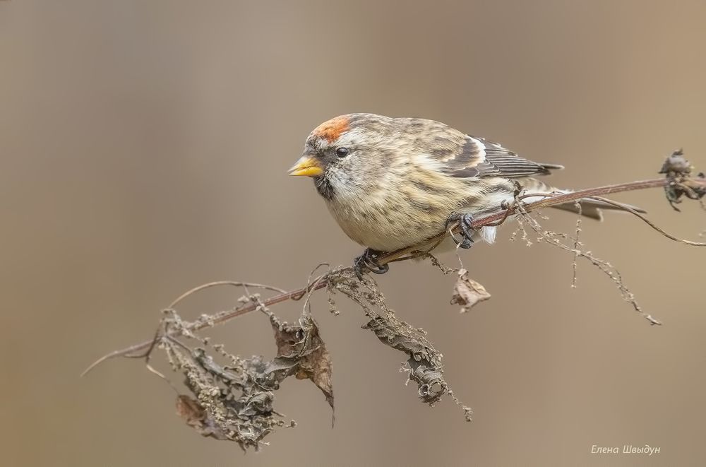 Common redpoll