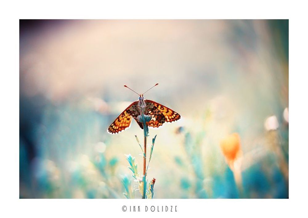 butterfly