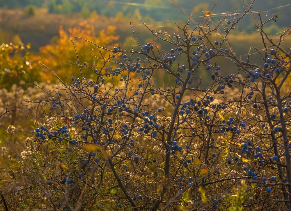 Осень на холмах Белогорья