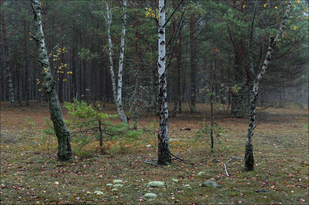 Туманное осеннее утро в старых лесопосадках