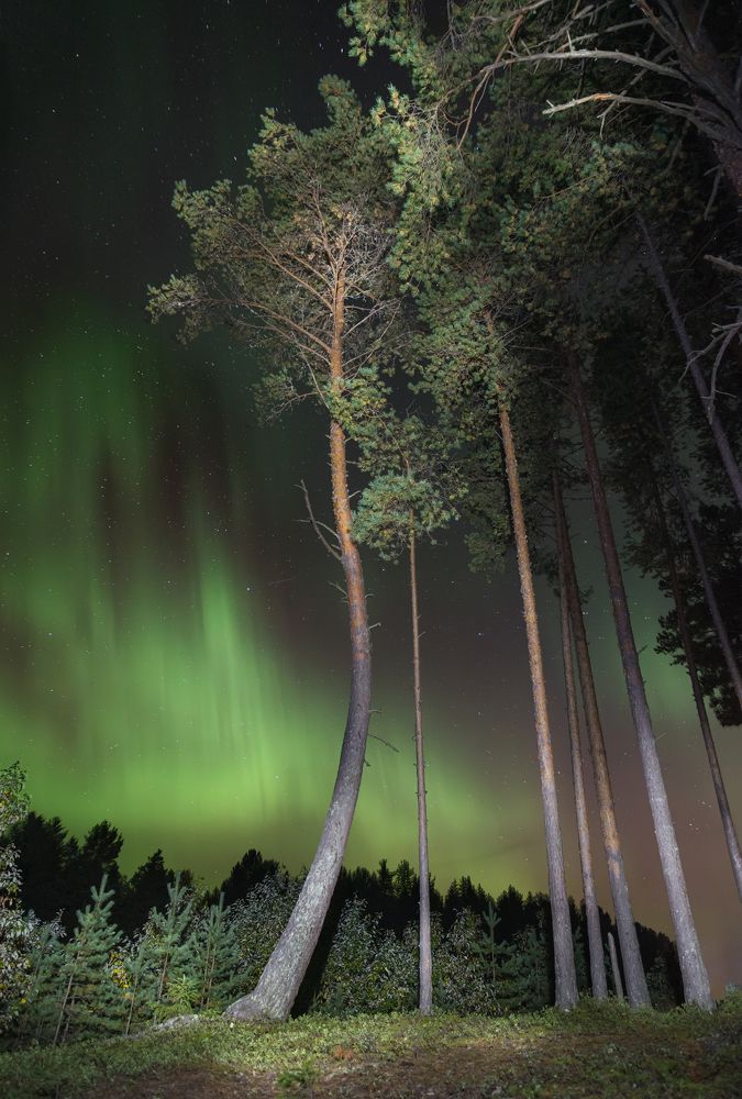 Aurora