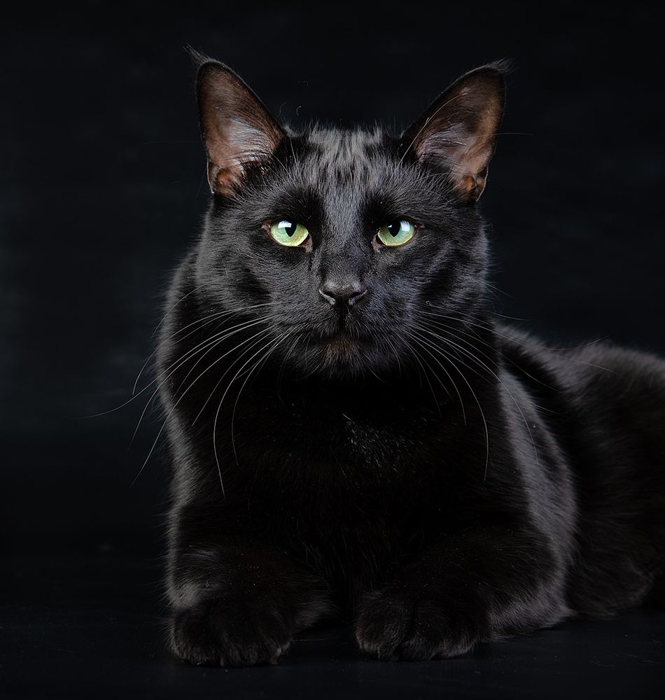 Black Cat -Кузя