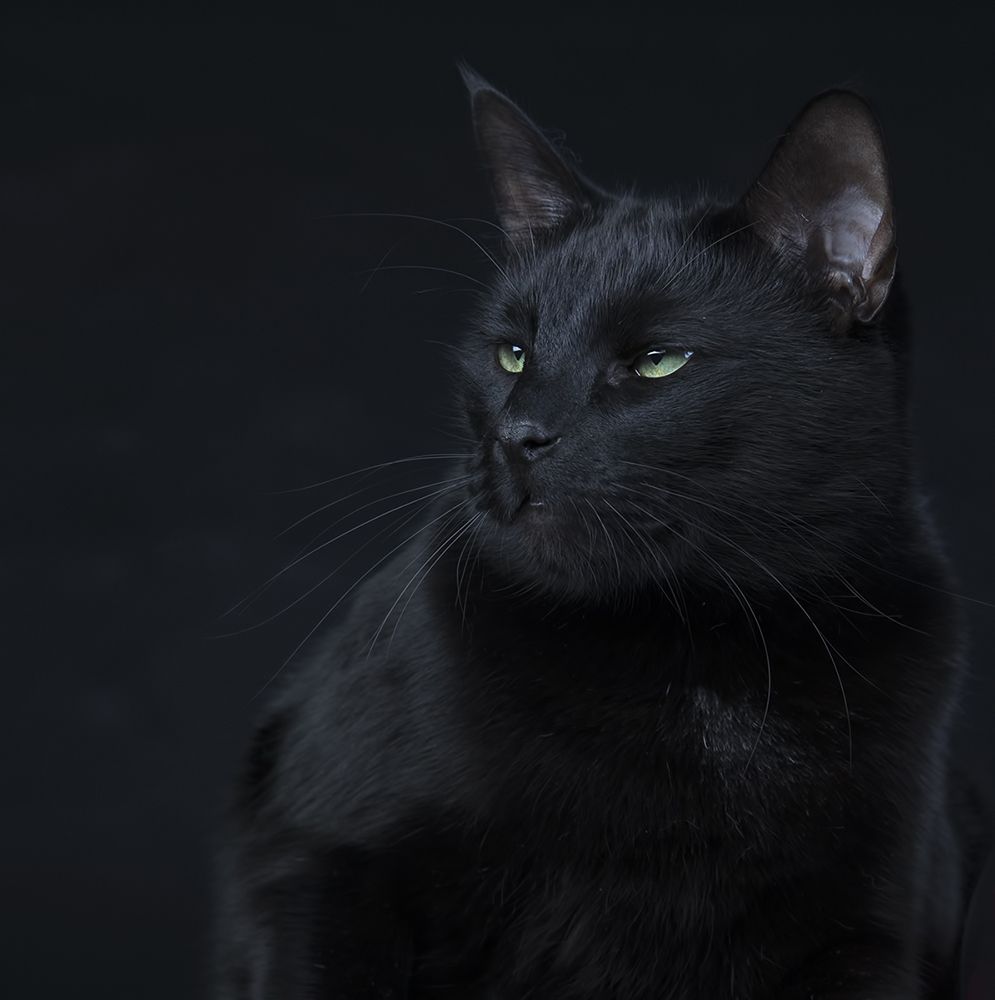 Black Cat -Кузя