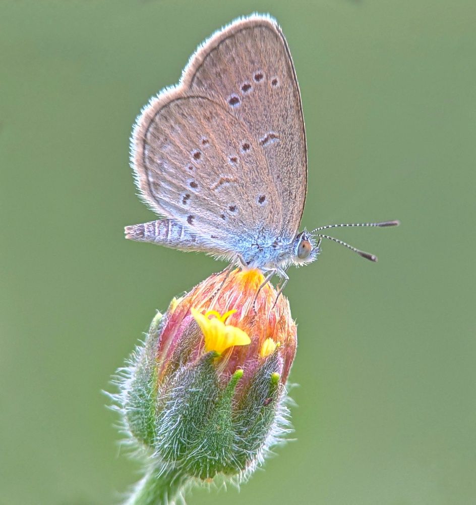 macro phone