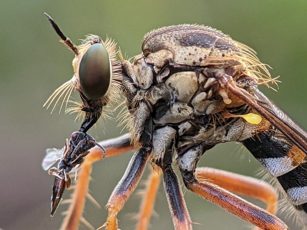macro phone