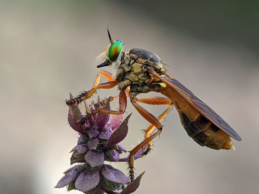 macro phone