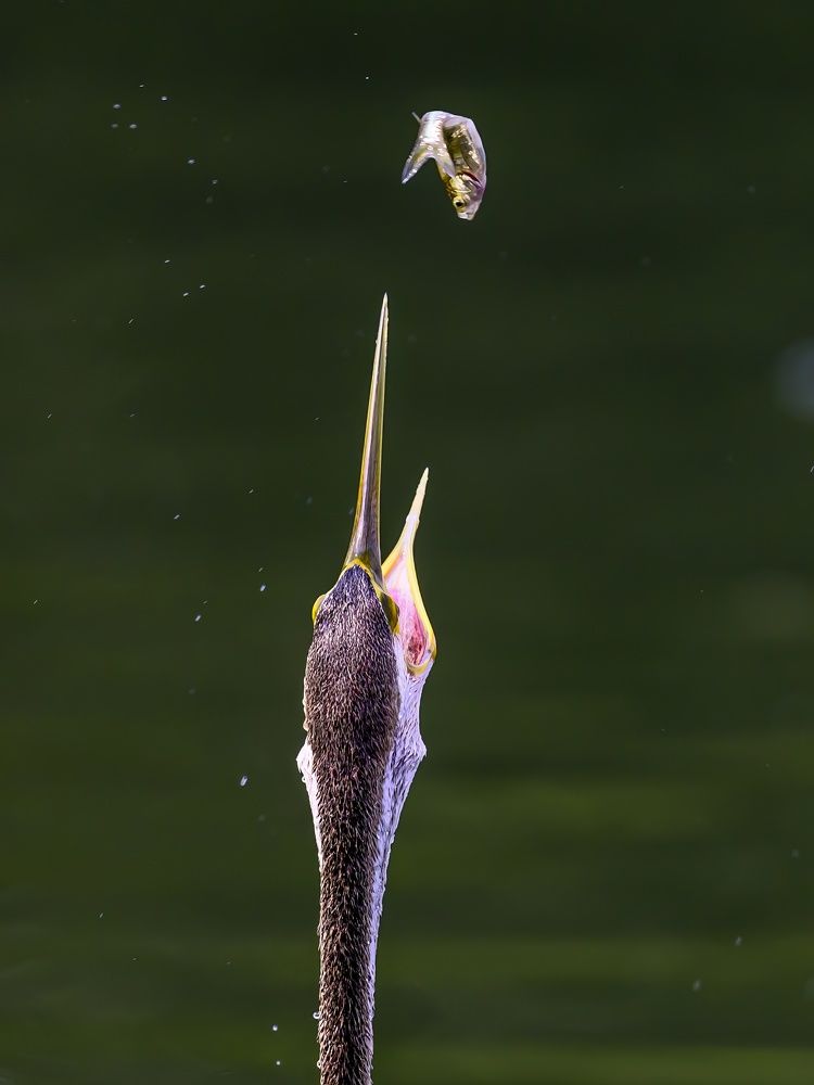 Darter
