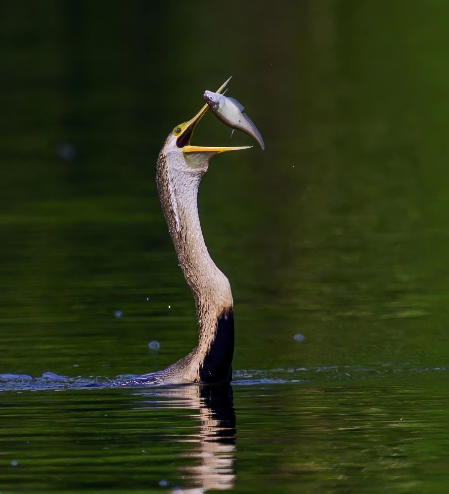 Darter