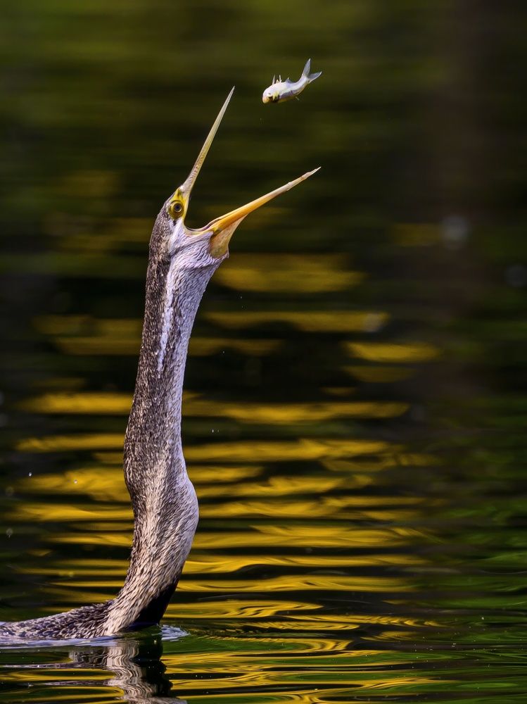Darter