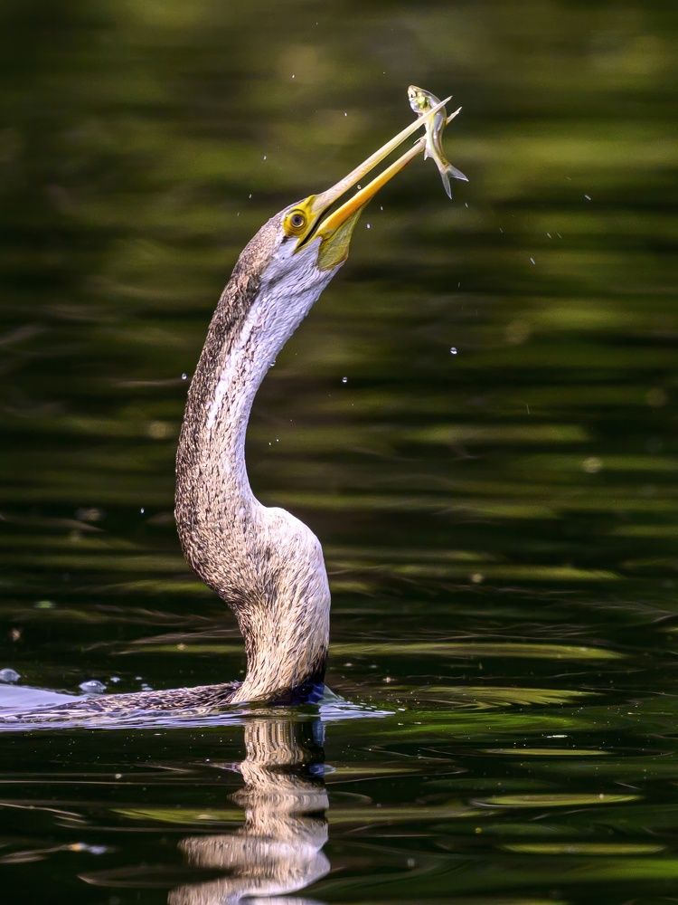 Darter
