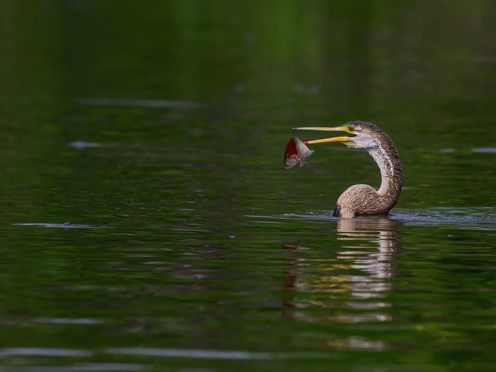 Darter