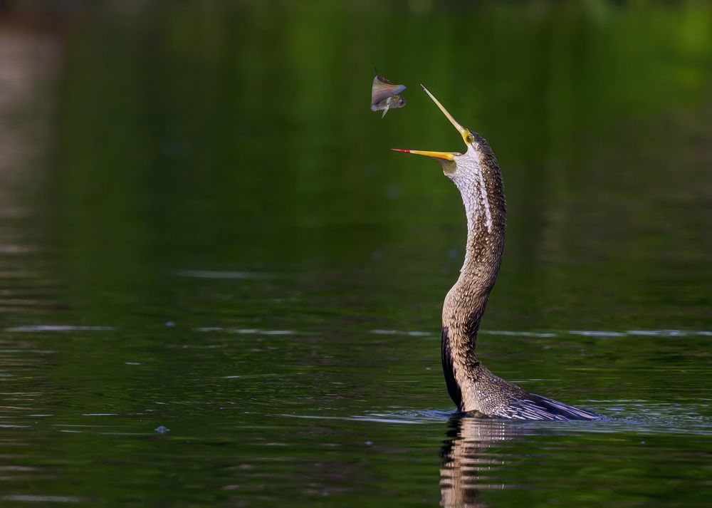 Darter