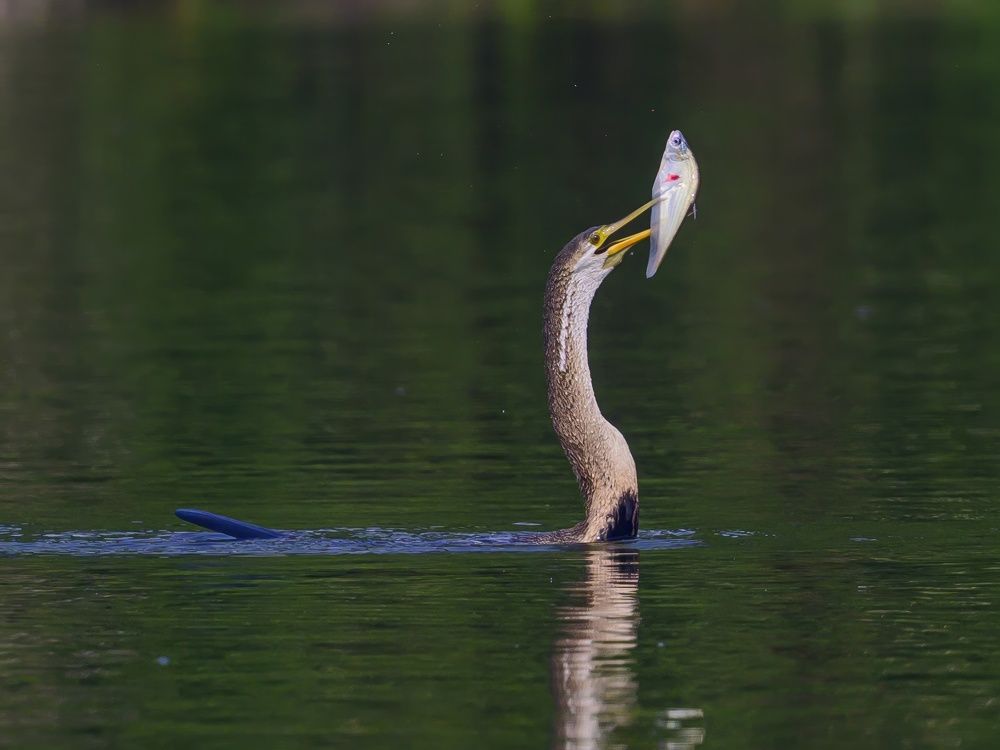 Darter