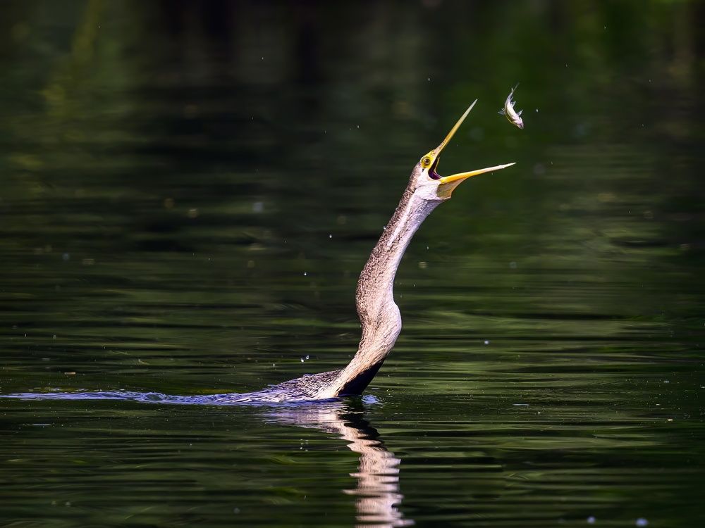 Darter