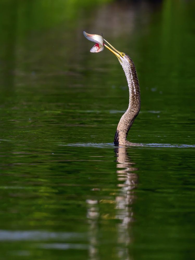 Darter