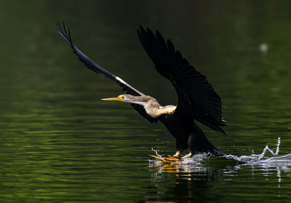 Darter