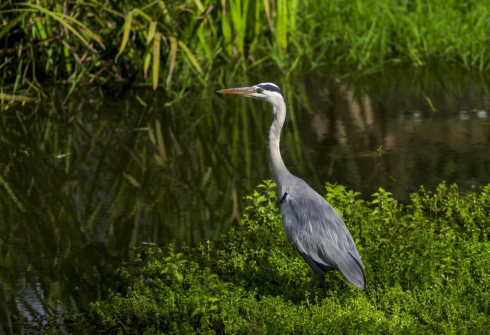 Great gray heron.
