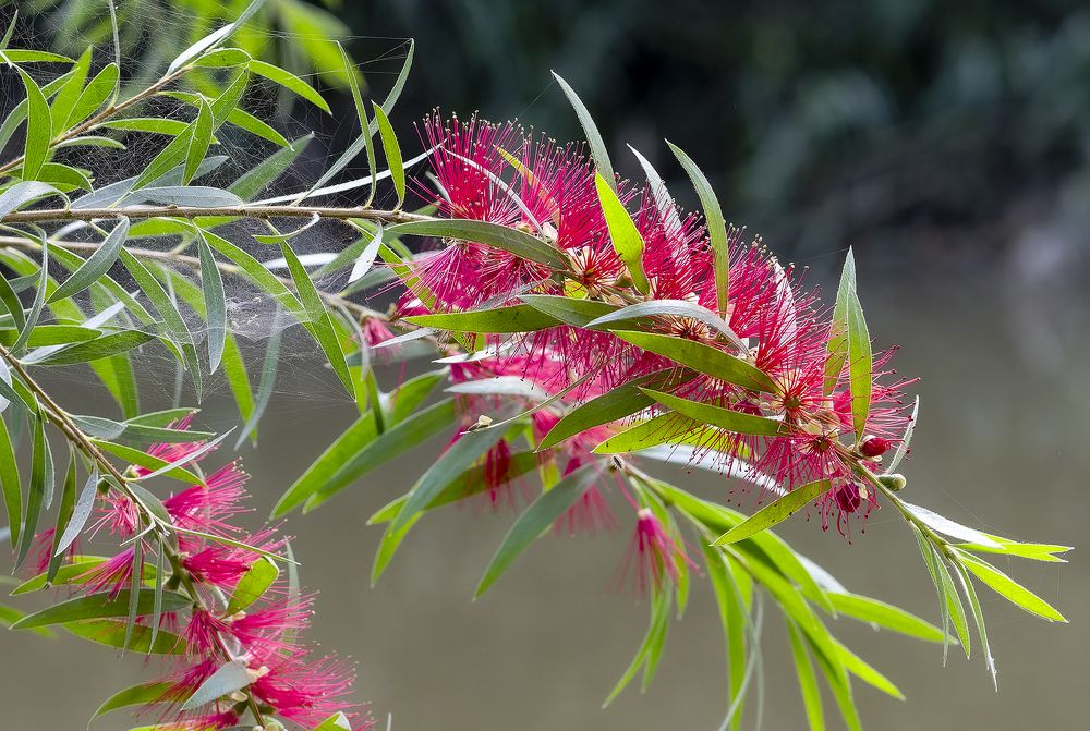 Callistemon.