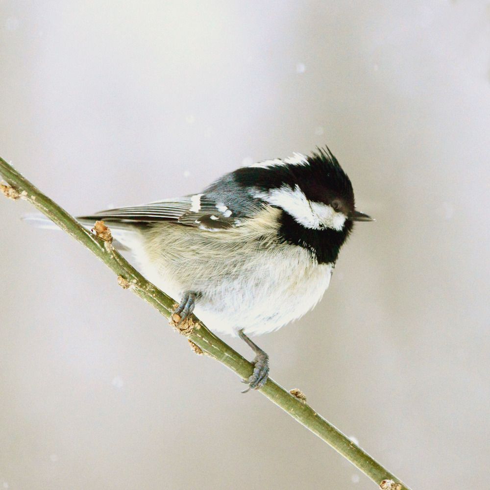 Coal Tit. Московка