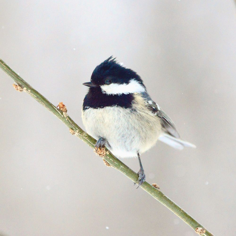 Coal Tit. Московка