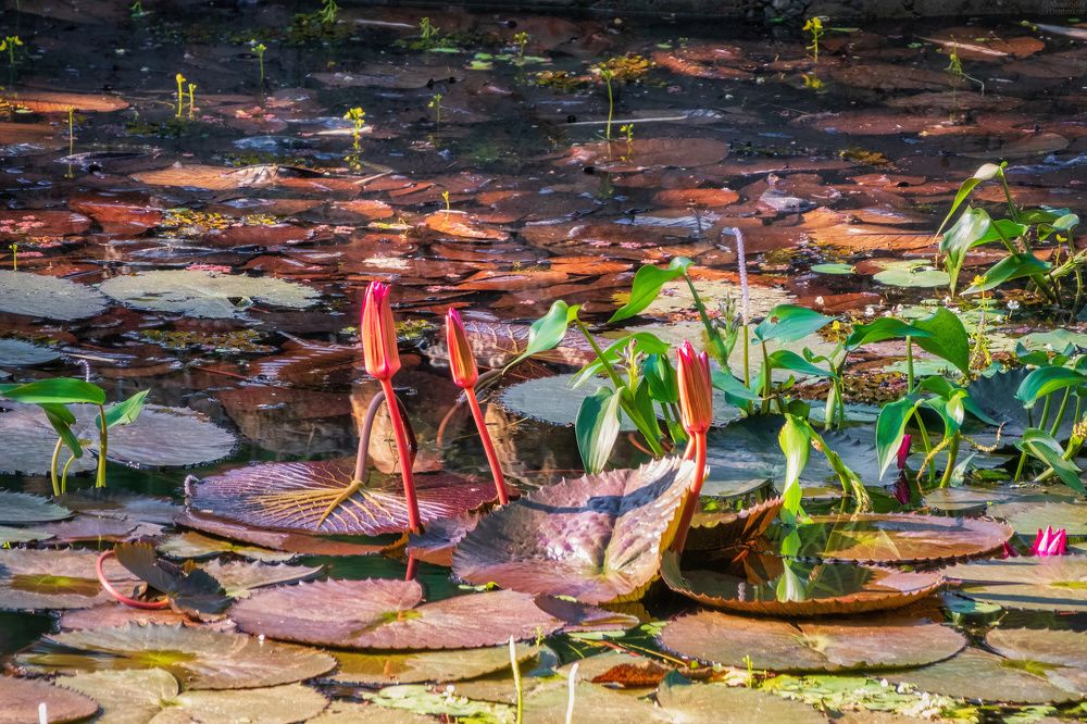 The Royal Botanic Garden, Peradeniya