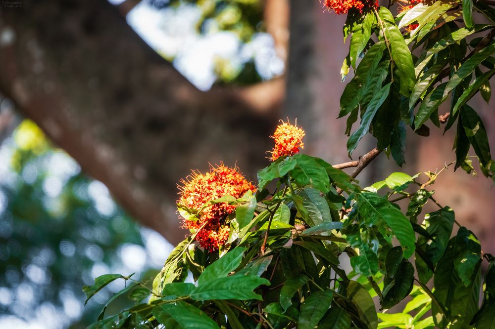 The Royal Botanic Garden, Peradeniya