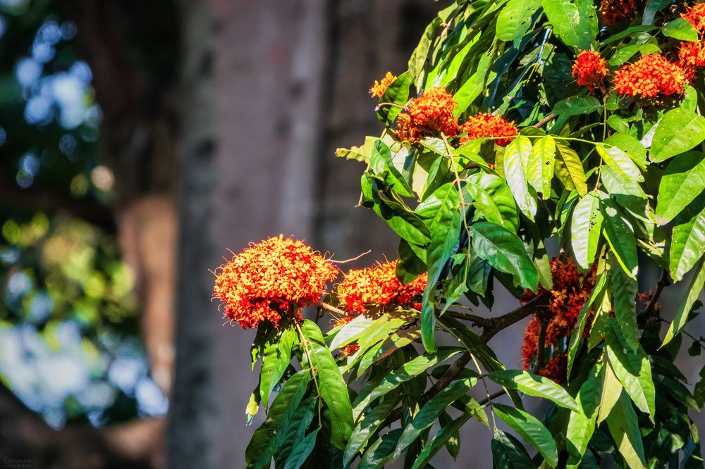 The Royal Botanic Garden, Peradeniya