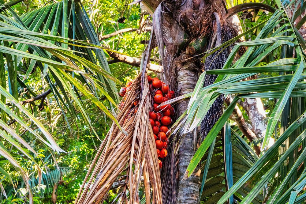 The Royal Botanic Garden, Peradeniya
