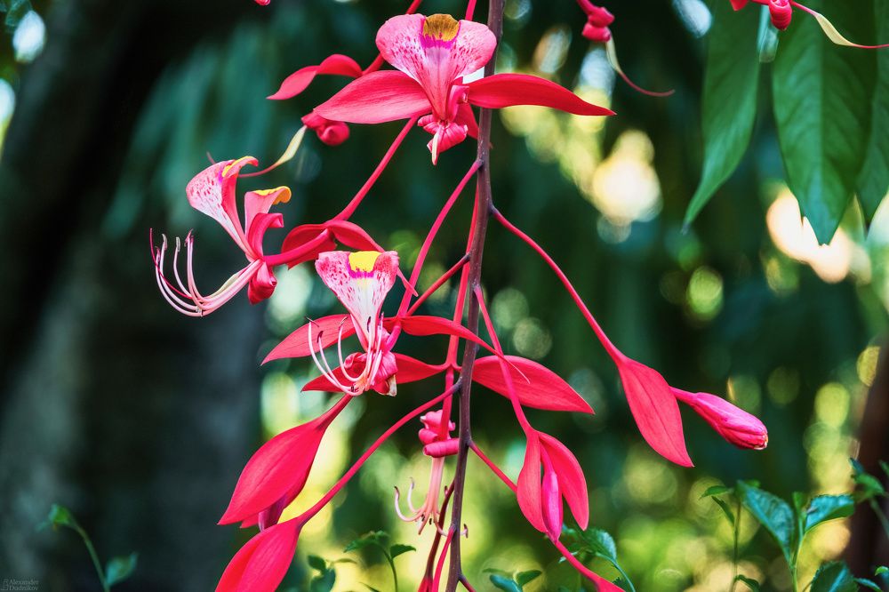 The Royal Botanic Garden, Peradeniya