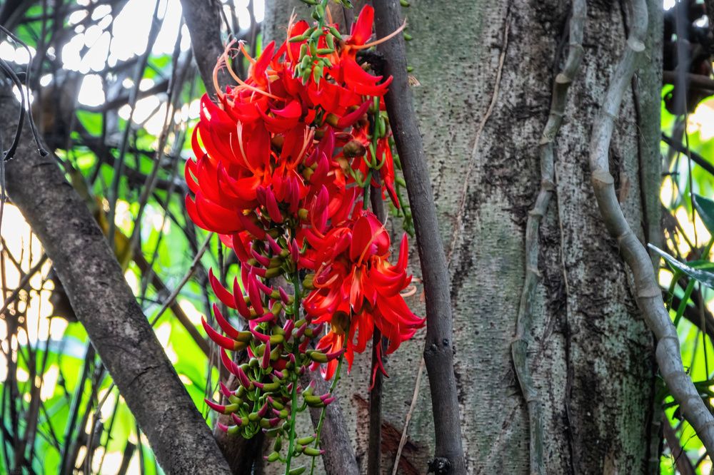 The Royal Botanic Garden, Peradeniya