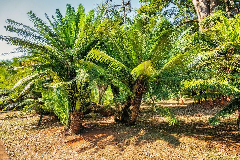 The Royal Botanic Garden, Peradeniya