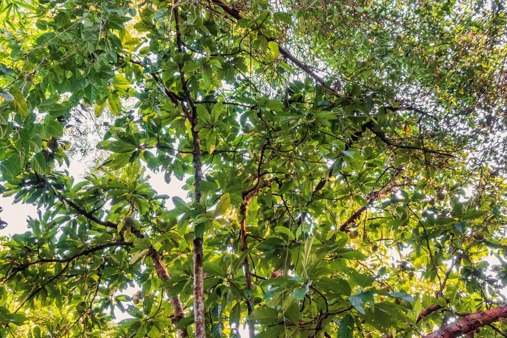 The Royal Botanic Garden, Peradeniya
