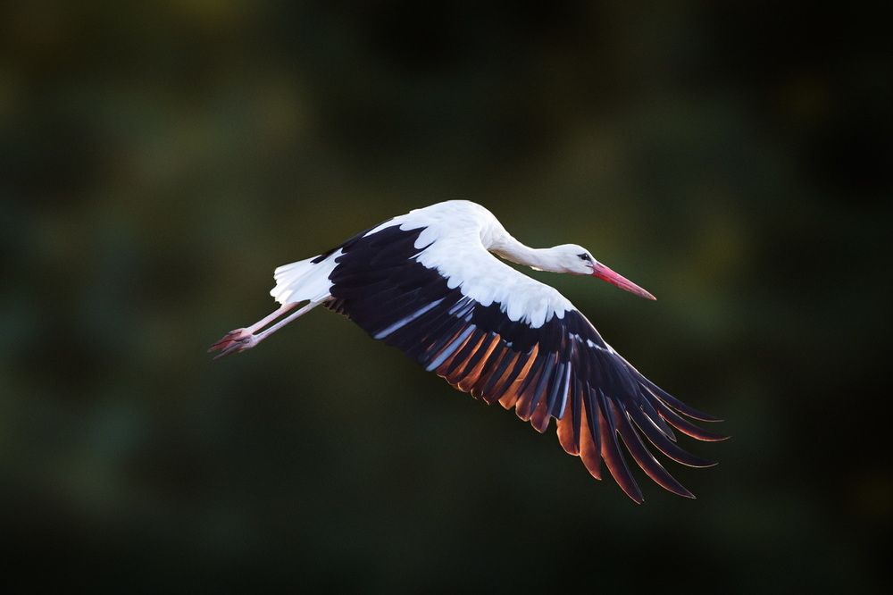Wildlife