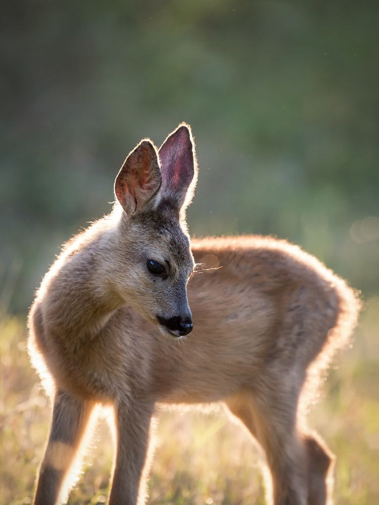 Wildlife