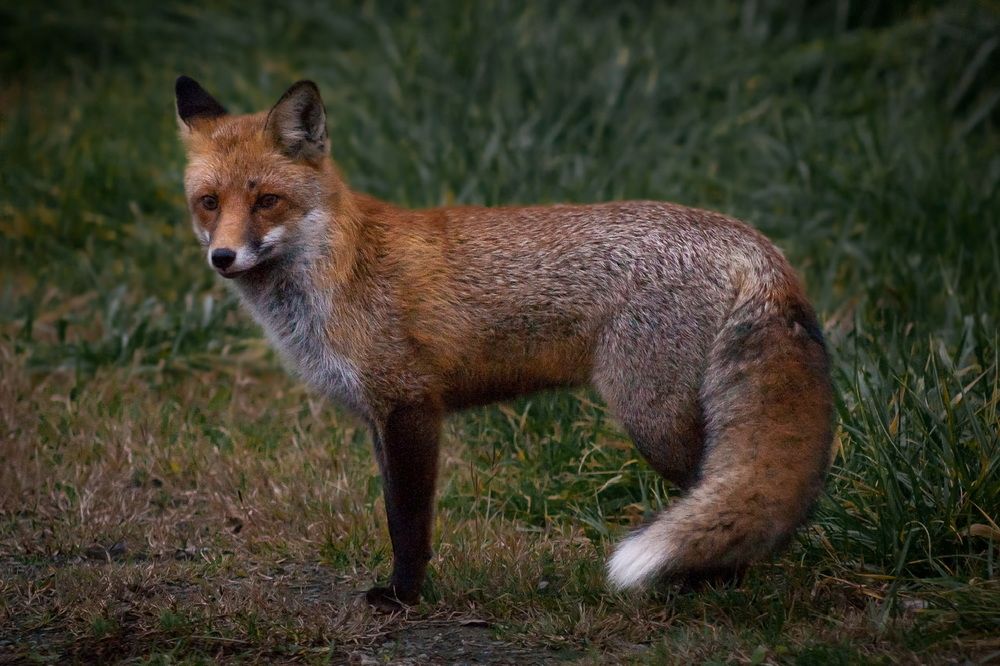 Wildlife